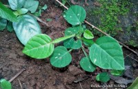 Tadehagi triquetrum (L.) H.Ohashi